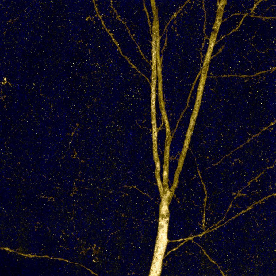 N. 16 - Nocturne for a Neuron