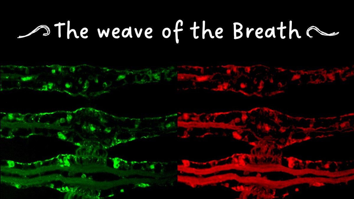 N. 22 - The weave of the Breath