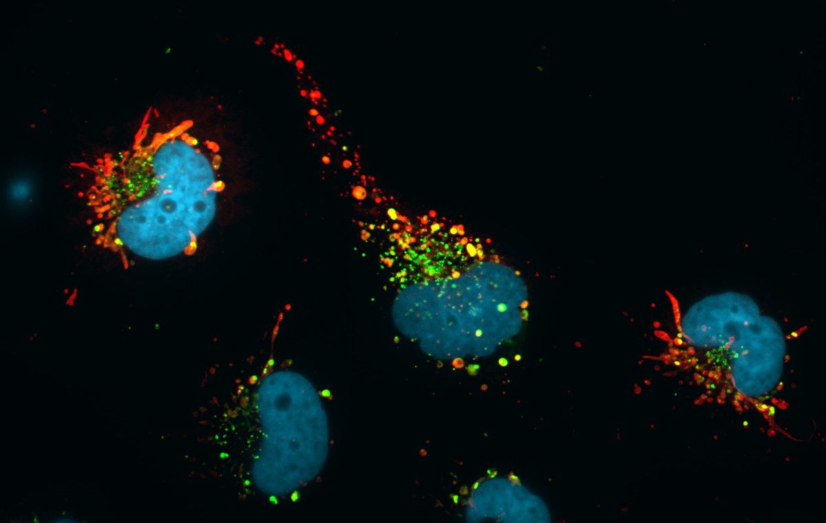 N. 6 - Huston, we have a cell! - Cosmic trafficking inside Astro-Cell